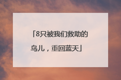 8只被我们救助的鸟儿，重回蓝天